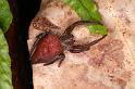 Cyrtophora_exanthematica_D8035_Z_88_Brisbane_Australie