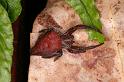 Cyrtophora_exanthematica_D8036_Z_88_Brisbane_Australie