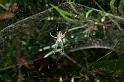 Cyrtophora_mollucensis_D4114_Z_87_Toowoomba_Australie