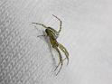 Cyrtophora_mollucensis_D6232_Z_84_Brisbane_Australie