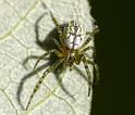 Cyrtophora_mollucensis_D6237_Z_89_Brisbane_Australie