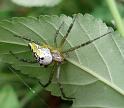 Cyrtophora_mollucensis_D6290_Z_89_Brisbane_Australie