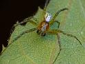 Cyrtophora_mollucensis_D6500_Z_88_Brisbane_Australie