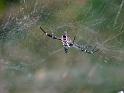 Cyrtophora_mollucensis_D6543_Z_82_Brisbane_Australie
