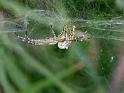 Cyrtophora_mollucensis_D6544_Z_88_Brisbane_Australie