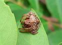 Dolophones_conifera_D6293_Z_88_Brisbane_Australie