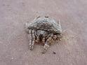 Dolophones_conifera_D7296_Z_78_Wimmera_Australie