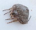 Dolophones_conifera_D7297_Z_89_Wimmera_Australie