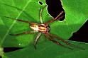 Eriophora_ZZ091_F0848_Z_87_Giru_Australie