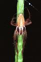 Eriophora_ZZ091_RF0289_Z_78_Giru_Australie
