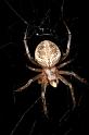 Eriophora_ZZ137_D2469_Z_75_-_Australie
