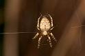 Eriophora_ZZ196_D2463_Z_82_-_Australie