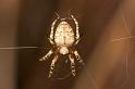Eriophora_ZZ196_D2464_Z_84_-_Australie