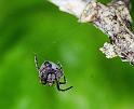 Eriophora_ZZ234_F2294_Z_82_Paponga_Nieuw-Zeeland