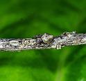 Eriophora_ZZ234_F2295_Z_82_Paponga_Nieuw-Zeeland