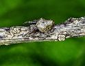 Eriophora_ZZ234_F2296_Z_80_Paponga_Nieuw-Zeeland