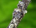 Eriophora_ZZ234_F2297_Z_75_Paponga_Nieuw-Zeeland