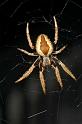 Eriophora_ZZ266_D2466_Z_90_-_Australie