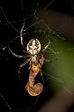Eriophora_ZZ267_D2467_Z_82_-_Australie