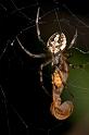 Eriophora_ZZ267_D2468_Z_82_-_Australie
