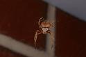 Eriophora_ZZ328_D3709_Z_82_Kalbarri_Australie