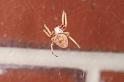 Eriophora_ZZ328_D3710_Z_85_Kalbarri_Australie