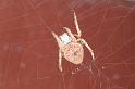 Eriophora_ZZ328_D3714_Z_85_Kalbarri_Australie