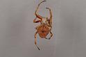 Eriophora_ZZ328_D3715_Z_85_Kalbarri_Australie