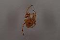 Eriophora_ZZ328_D3716_Z_82_Kalbarri_Australie