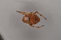 Eriophora_ZZ328_D3721_Z_82_Kalbarri_Australie