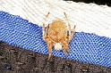 Eriophora_ZZ328_D3722_Z_82_Kalbarri_Australie
