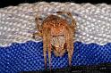 Eriophora_ZZ328_D3726_Z_85_Kalbarri_Australie