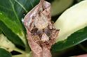 Eriophora_ZZ367_D4165_Z_90_Nudgee_Australie