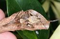 Eriophora_ZZ367_D4166_Z_90_Nudgee_Australie
