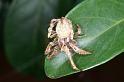 Eriophora_ZZ367_D4167_Z_85_Nudgee_Australie