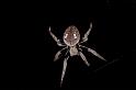 Eriophora_ZZ368_D4144_Z_78_Toowoomba_Australie