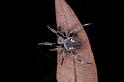 Eriophora_ZZ368_D4145_Z_82_Toowoomba_Australie