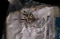 Eriophora_ZZ368_D4146_Z_88_Toowoomba_Australie