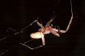 Eriophora_ZZXYX_F0701_Z_76_Giru_Australie