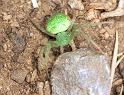 Eriophora_circulissparsus_F1668_Z_86_Healesville_Australie