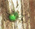 Eriophora_circulissparsus_F1669_Z_86_Healesville_Australie