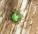 Eriophora_circulissparsus_F1670_Z_86_Healesville_Australie