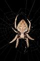 Eriophora_transmarina_D2471_Z_83_-_Australie