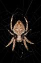 Eriophora_transmarina_D2472_Z_80_-_Australie