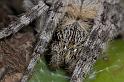 Eriophora_transmarina_D2473_Z_88_-_Australie