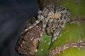 Eriophora_transmarina_D2474_Z_82_-_Australie