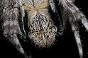Eriophora_transmarina_D2475_Z_83_-_Australie