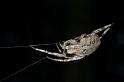 Eriophora_transmarina_D2477_Z_83_-_Australie