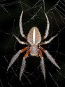 Eriophora_transmarina_D3982_Z_90_Sydney_Australie