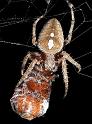 Eriophora_transmarina_D3983_Z_90_Sydney_Australie